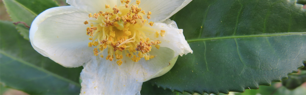 camillia flower